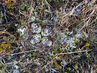 Golden Plover, Raufarhofn, Iceland, June 2022