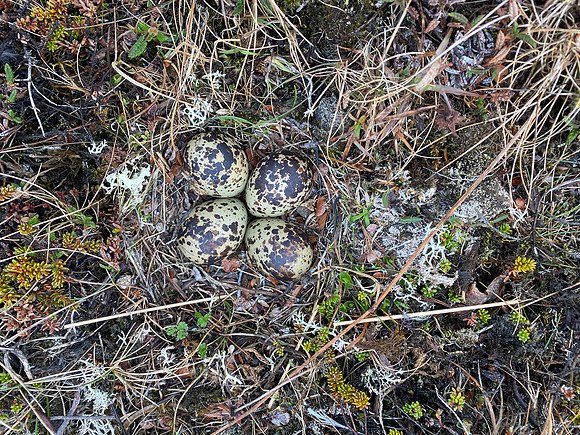 Golden Plover, Raufarhofn, Iceland, June 2022