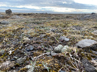 Ringed Plover, Raufarhofn, Iceland, June 2022