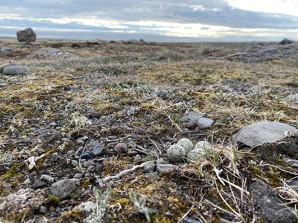 Ringed Plover, Raufarhofn, Iceland, June 2022