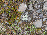 Ringed Plover, Raufarhofn, Iceland, June 2022