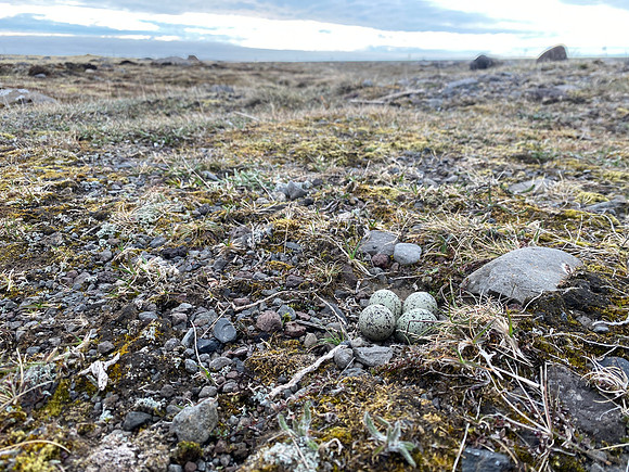 Ringed Plover, Raufarhofn, Iceland, June 2022