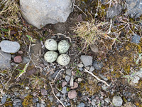Ringed Plover, Raufarhofn, Iceland, June 2022