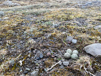 Ringed Plover, Raufarhofn, Iceland, June 2022