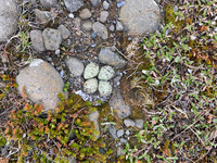 Ringed Plover, Raufarhofn, Iceland, June 2022