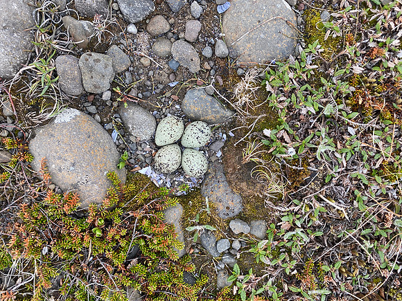 Ringed Plover, Raufarhofn, Iceland, June 2022