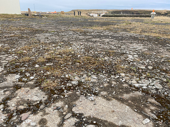 Ringed Plover, Raufarhofn, Iceland, June 2022
