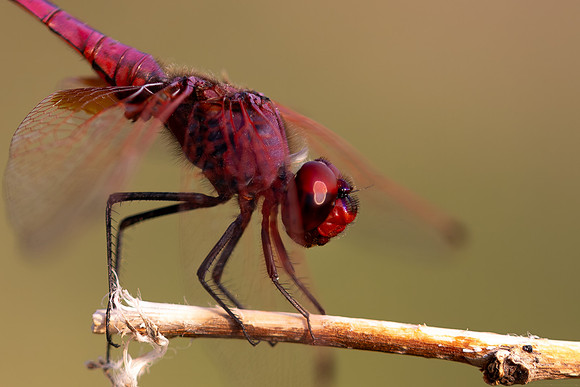 Violet Dropwing, Fethiye, Turkey, August 2026
