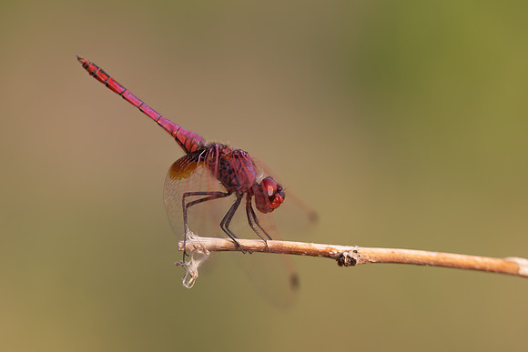 Violet Dropwing, Fethiye, Turkey, August 2026