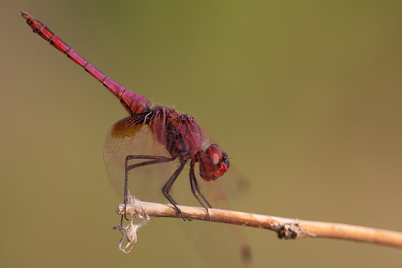 Violet Dropwing, Fethiye, Turkey, August 2026
