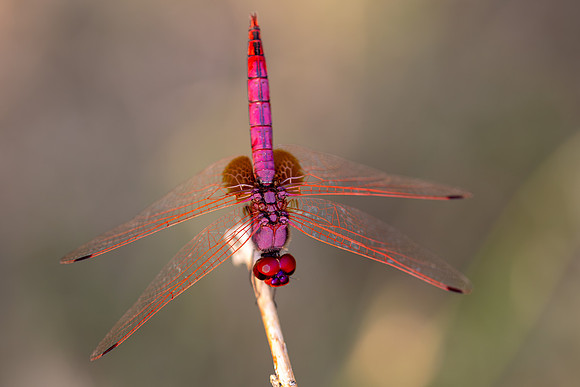 Violet Dropwing, Fethiye, Turkey, August 2026
