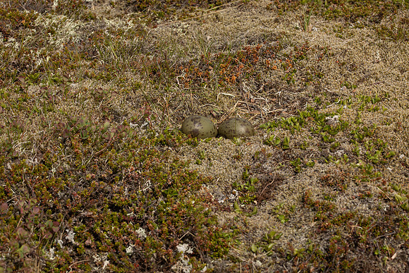 Arctic Skua, Hellnar, Iceland, June 2022