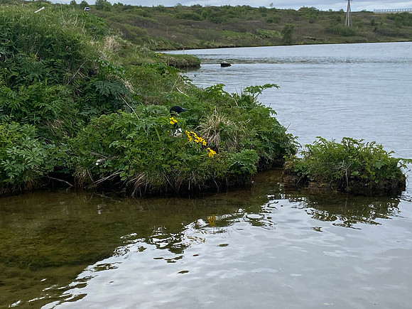 Great Northern Diver on nest, River Sog, Iceland, June 2022