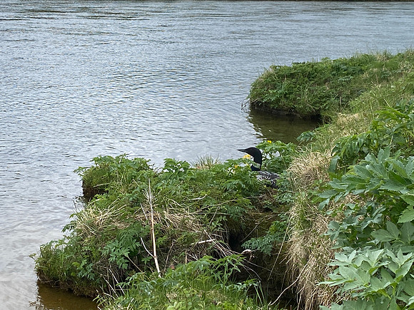 Great Northern Diver on nest, River Sog, Iceland, June 2022