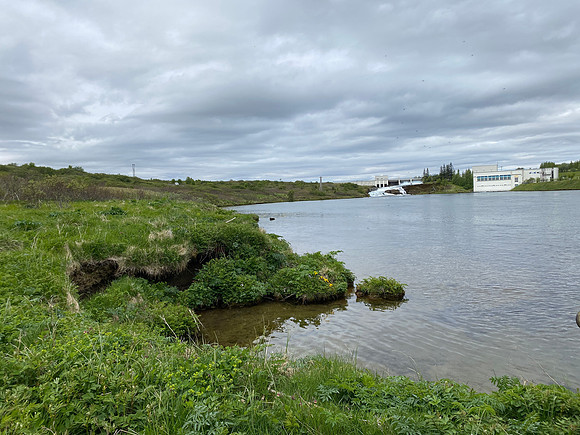 Great Northern Diver on nest, River Sog, Iceland, June 2022.