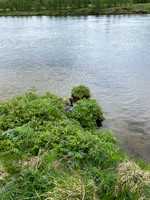 Great Northern Diver on nest, River Sog, Iceland, June 2022