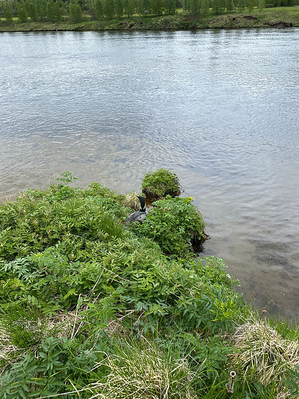 Great Northern Diver on nest, River Sog, Iceland, June 2022