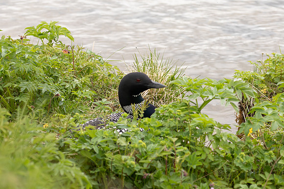 Great Northern Diver on nest, River Sog, Iceland, June 2022