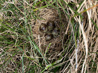 Snipe, Iceland, June 2022