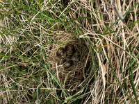 Snipe, Iceland, June 2022