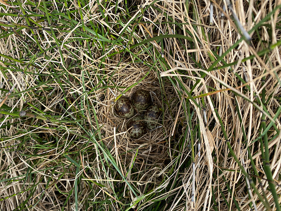 Snipe, Iceland, June 2022