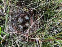 Snipe, Iceland, June 2022