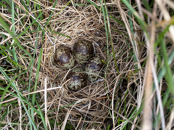 Snipe, Iceland, June 2022