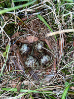 Snipe, Iceland, June 2022