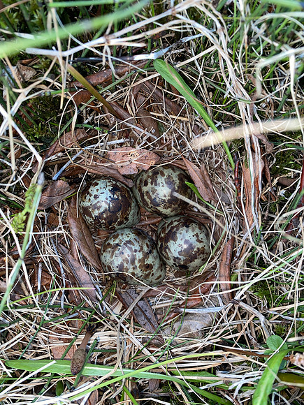 Snipe, Iceland, June 2022