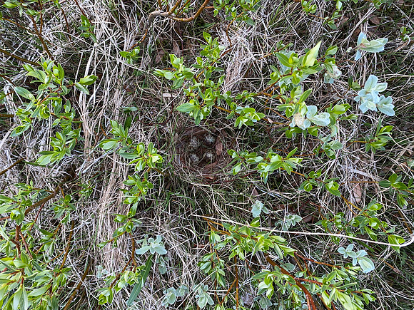 Snipe, Iceland, June 2022