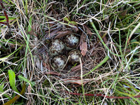 Snipe, Iceland, June 2022