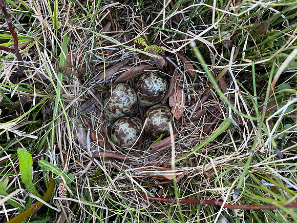Snipe, Iceland, June 2022