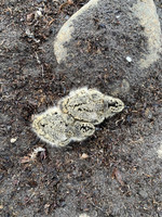 Oystercatcher Chick, Raufarhofn, Iceland, June 2022