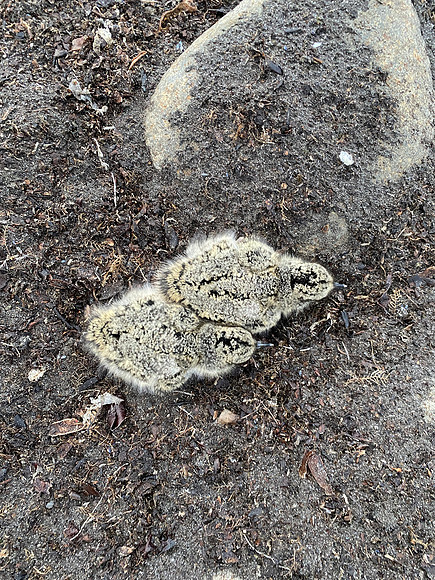 Oystercatcher Chick, Raufarhofn, Iceland, June 2022