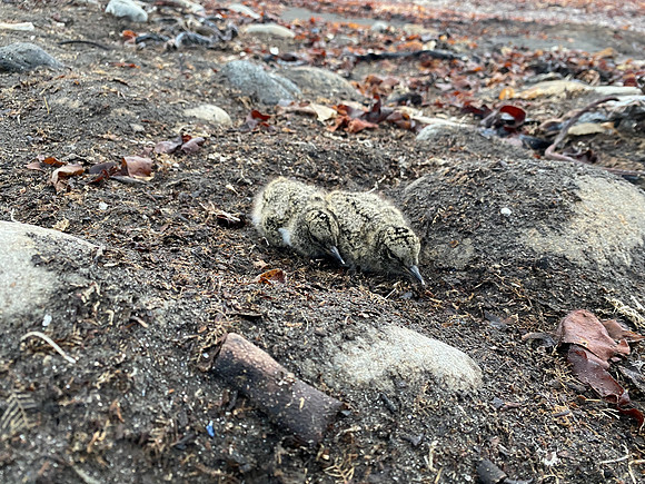 Oystercatcher Chick, Raufarhofn, Iceland, June 2022.
