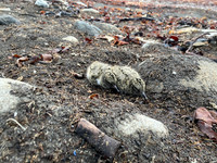 Oystercatcher Chick, Raufarhofn, Iceland, June 2022