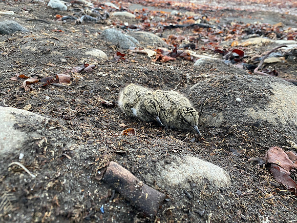 Oystercatcher Chick, Raufarhofn, Iceland, June 2022