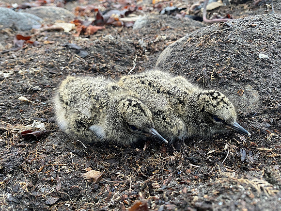 Oystercatcher Chick, Raufarhofn, Iceland, June 2022