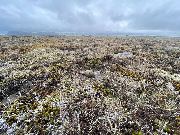 Arctic Skua, Hellnar, Iceland, June 2022
