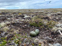 Arctic Skua, Hellnar, Iceland, June 2022