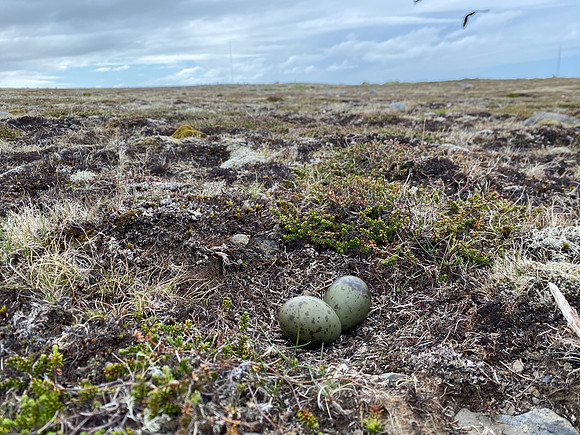 Arctic Skua, Hellnar, Iceland, June 2022
