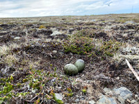 Arctic Skua, Hellnar, Iceland, June 2022