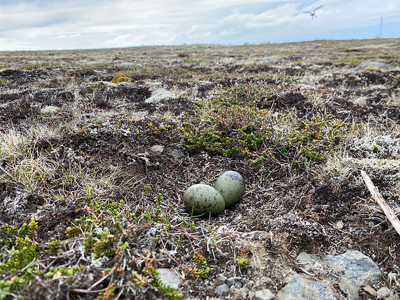 Arctic Skua, Hellnar, Iceland, June 2022