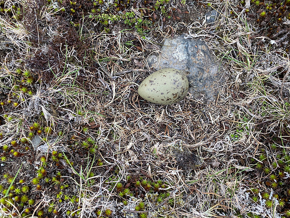 Arctic Skua, Hellnar, Iceland, June 2022
