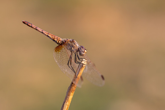Violet Dropwing, Fethiye, Turkey, August 2026