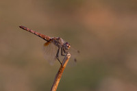Violet Dropwing, Fethiye, Turkey, August 2026
