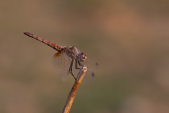 Violet Dropwing, Fethiye, Turkey, August 2026