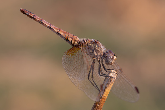 Violet Dropwing, Fethiye, Turkey, August 2026