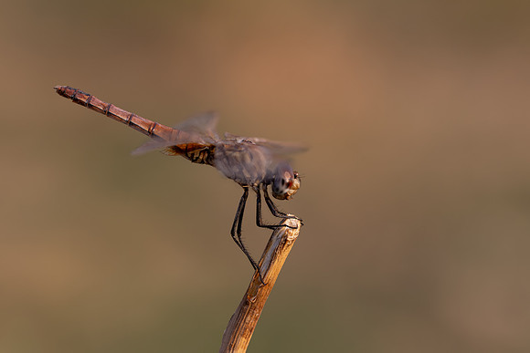 Violet Dropwing, Fethiye, Turkey, August 2026