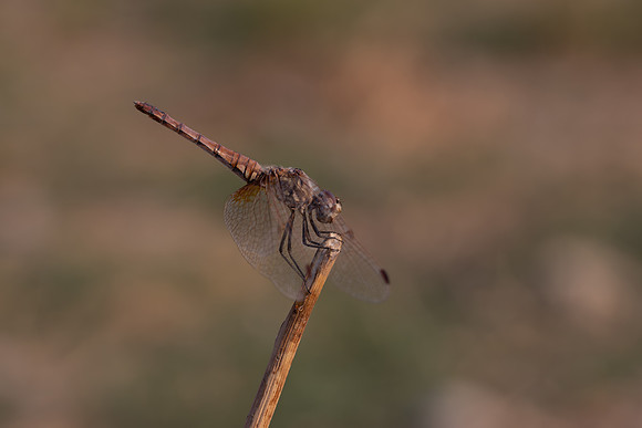 Violet Dropwing, Fethiye, Turkey, August 2026